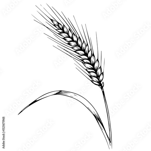 Wheat ear sketch. Detailed drawing of single wheat stalk with grains. Elegant botanical illustration perfect for bread packaging, farm shop logo, or stylish garden decor.