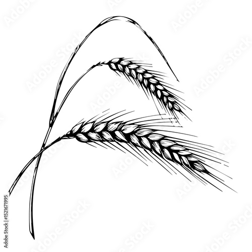 Wheat ears sketch. Detailed drawing of two wheat stalks with grains. Elegant botanical illustration perfect for bread packaging design, farm labels or garden accessories.