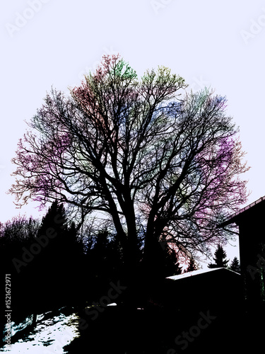 Silhouette of a large tree with vibrant, colorful branches against a pale sky