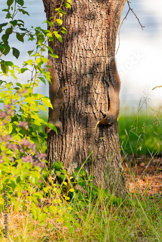 Two Eastern gray squirrels, known as the grey squirrel is native animal  to eastern North America