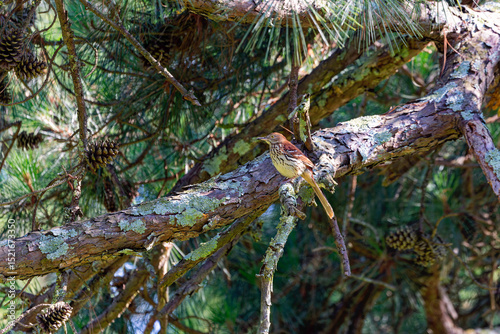 Brown trasher (Toxostoma rufum) sitting on the pine
