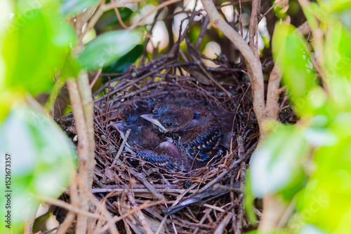 Brown trasher (Toxostoma rufum) during nesting. The young leave the nest very quickly, 9 to 13 days after hatching