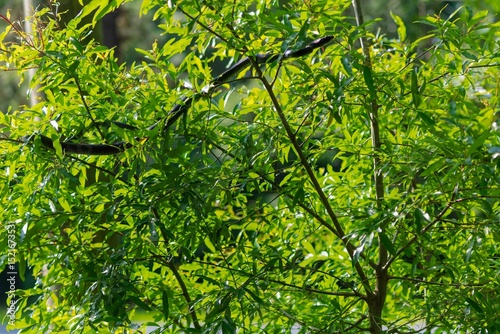 The eastern racer, or North American racer (Coluber constrictor) nonvenomous snake in the branches of a bush