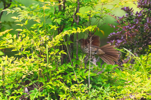 A brown thrasher pair nesting is defending the nest from a snake