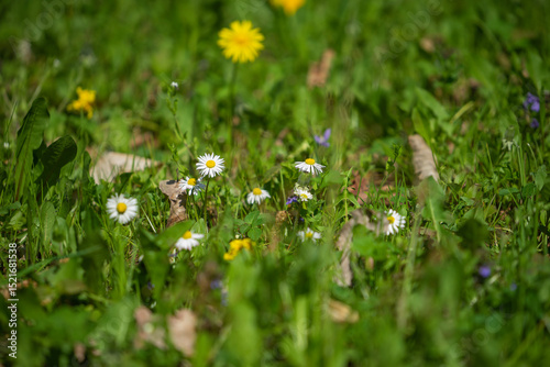 Fototapeta Naklejka Na Ścianę i Meble -  field of dandelions
