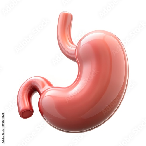 3D Stomach Organ Icon, Human Digestion Biology Illustration photo