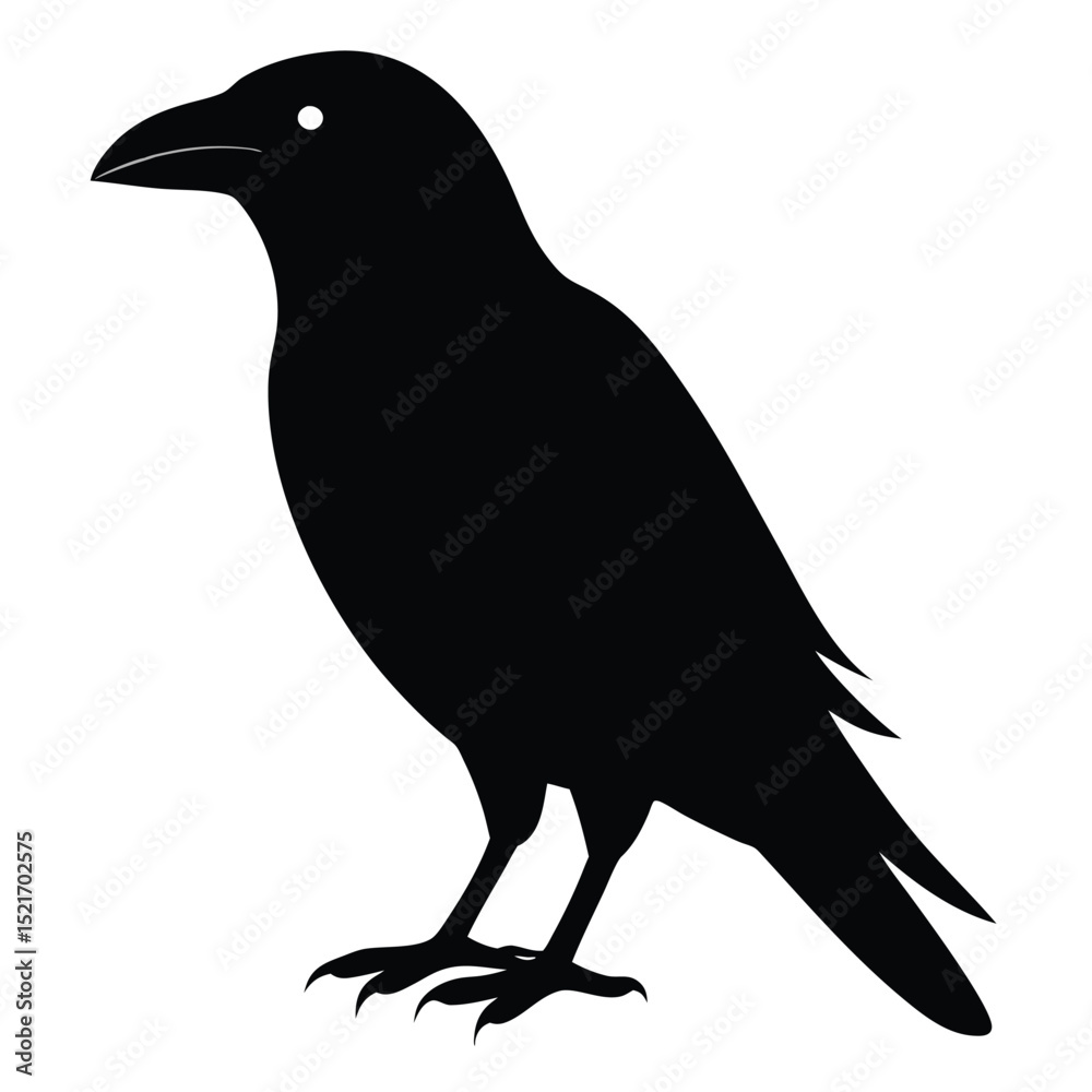 Fototapeta premium Striking Silhouette of a Standing Raven Bird with Precise Details Isolated on White