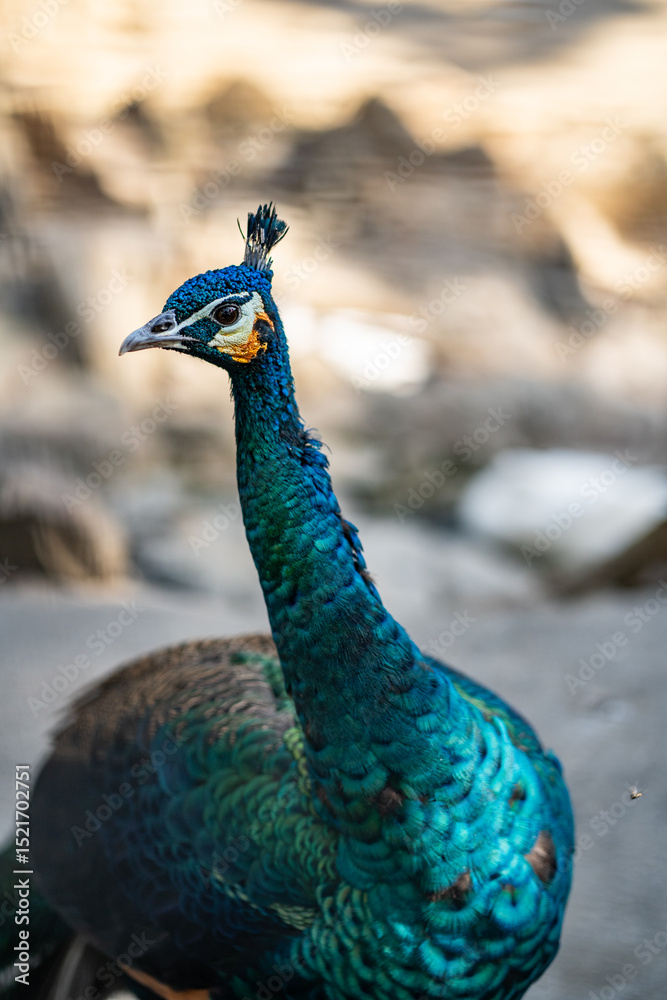 Obraz premium Group of Peacocks in Natural Daylight Setting