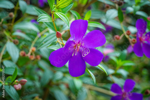 Fototapeta Naklejka Na Ścianę i Meble -  violet flowers in the garden