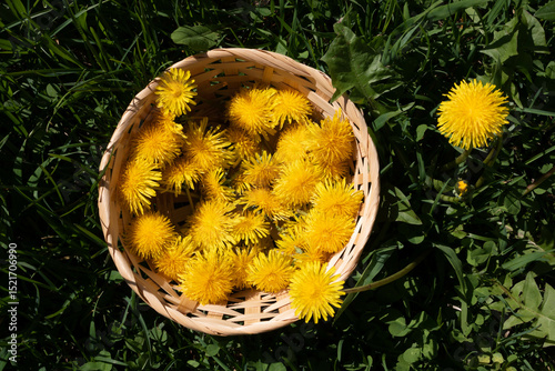 In a meadow, yellow dandelion blossoms are collected in a basket to make syrup, honey or wine. Dandelions are very nutritious plants, rich in vitamins, minerals and fiber.