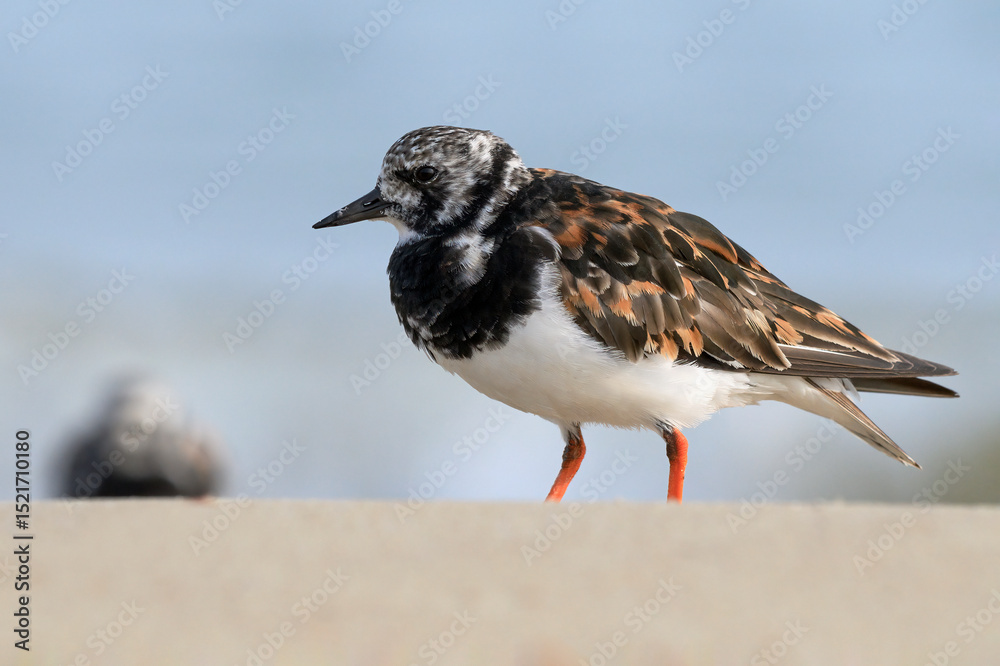 Turnstone, Ruddy Turnstone, Arenaria interpres, adult bird
Norfolk Turnstone, Ruddy Turnstone, Arenaria interpres, adult bird
Norfolk