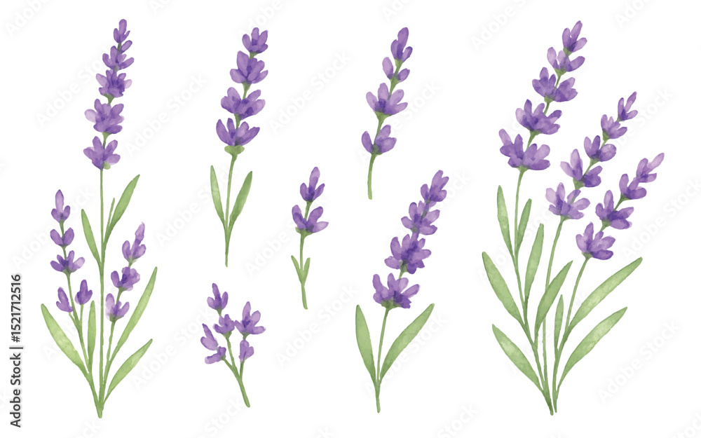 Naklejka premium Adobe Illustrator Artwork