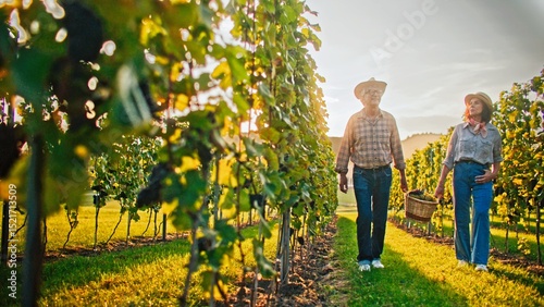 Camera slowly sliding in front of two Caucasian farmers carrying basket full of collected grapes. People collectively working. Helping loved one. Husband and wife looking after their vinery.