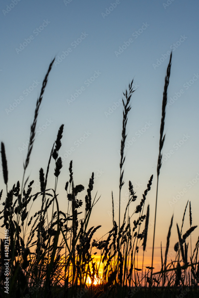 Obraz premium Wild grass silhouettes at sunset on summer field with colorful sky in background. Concept of rural nature, peaceful evening and countryside landscape.