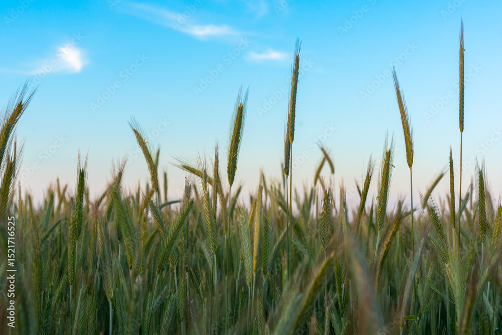 Obraz premium Close-up of green rye ears swaying in the wind under clear blue sky at sunset. Concept of organic farming, natural agriculture, summer harvest, and rural serenity.