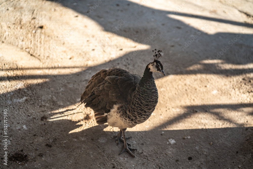 Obraz premium Group of Peacocks in Natural Daylight Setting
