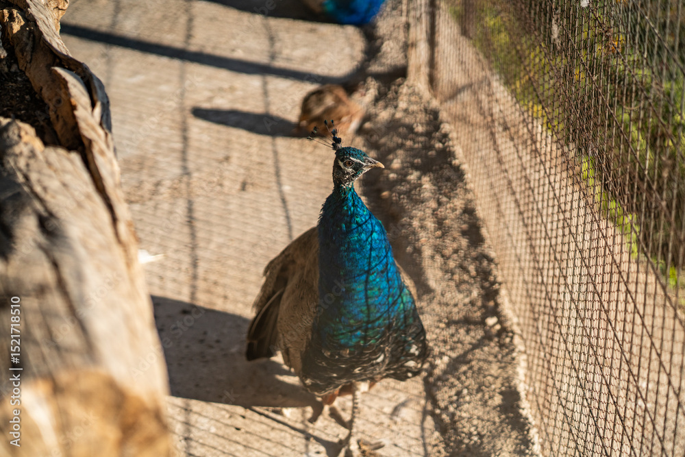 Obraz premium Group of Peacocks in Natural Daylight Setting