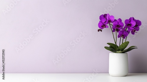 Elegant black orchid in a pot displayed against a simple white background with room for text