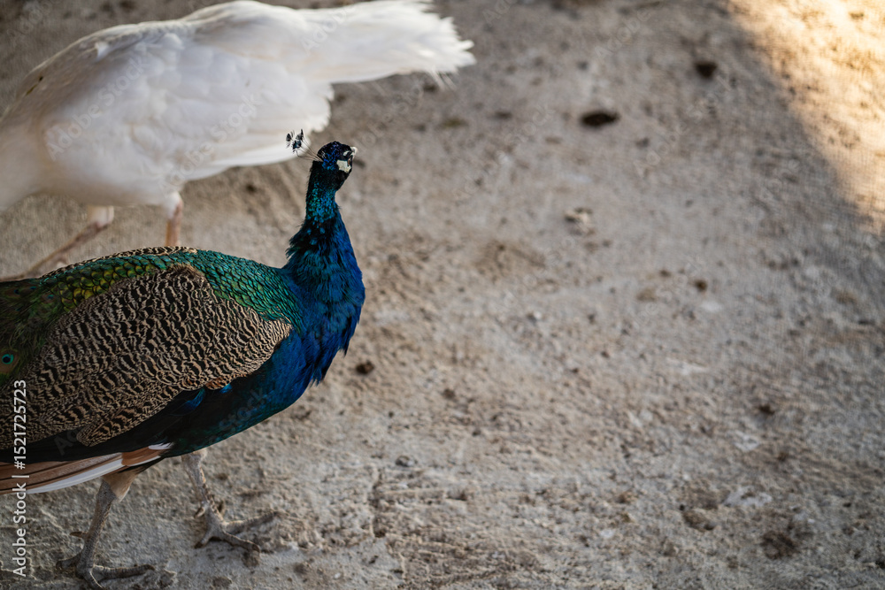 Fototapeta premium Group of Peacocks in Natural Daylight Setting
