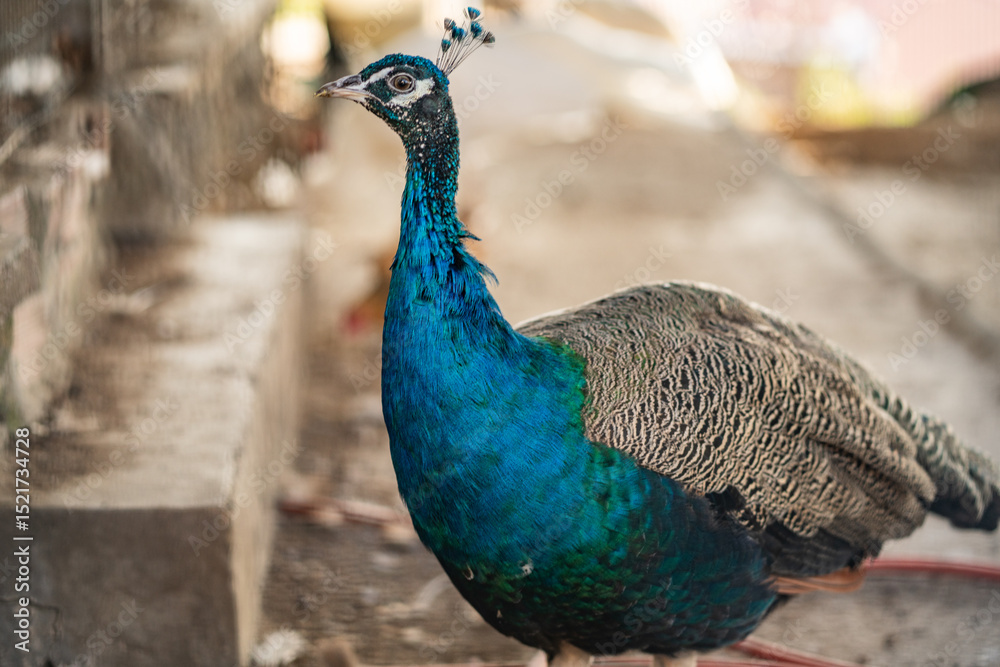 Fototapeta premium Group of Peacocks in Natural Daylight Setting