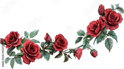 Roses in full bloom convey heartfelt on transparent background