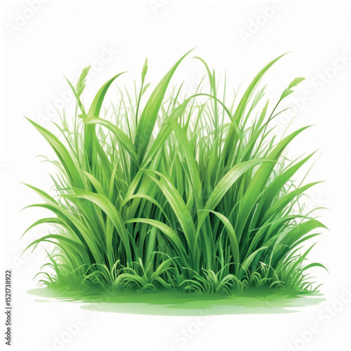 Lush green grass clump with varying shades of green and tall blades, softly curved at the base, set on a white background.
