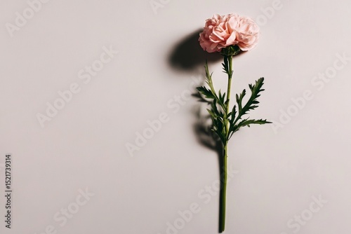 Pink Flower on a Light Background Showcasing Natural Beauty and Delicate Feat...