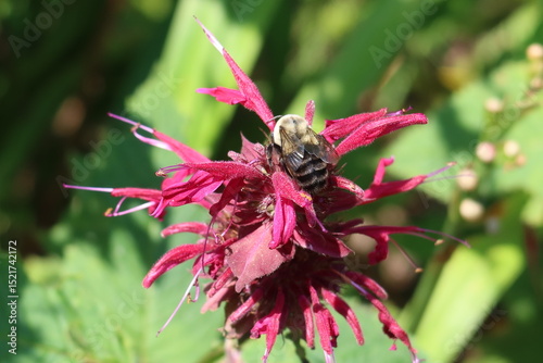 bee on red flower