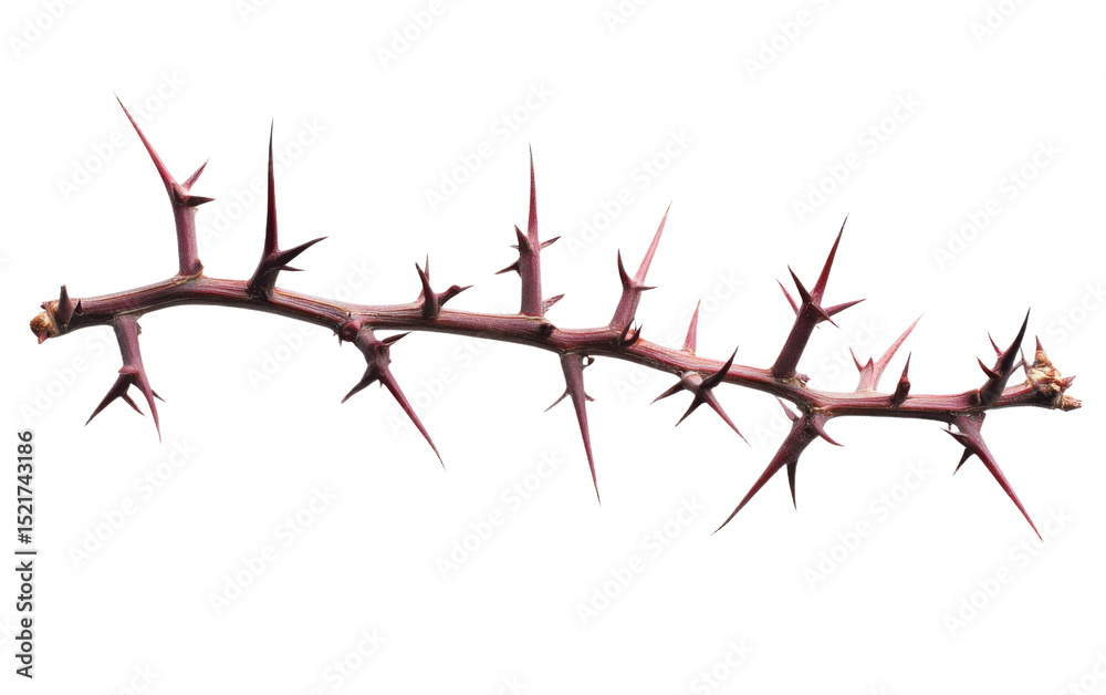 Fototapeta premium Long, thin, thorny branch with many sharp points