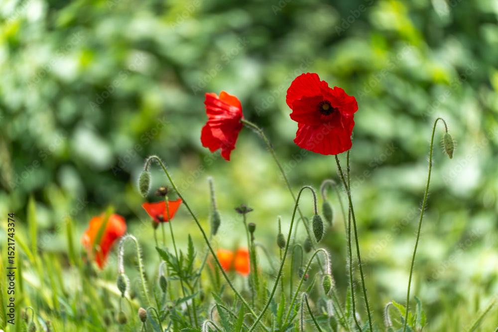 Obraz premium Vibrant red poppies blooming in a sunlit field, surrounded by buds and green foliage. A vivid depiction of spring and natural beauty.