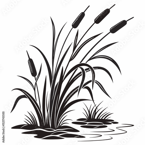 black and white lily