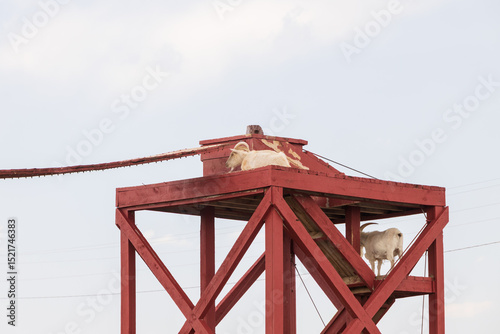 Goats on a wooden platform