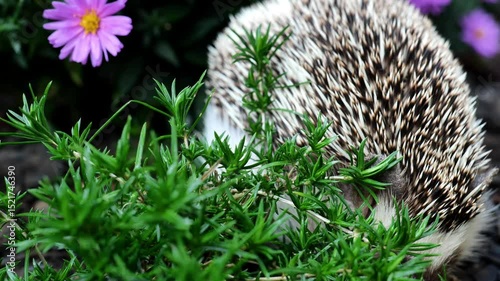 Hedgehog in purple chrysanthemums.A prickly pet on a walk in the garden.Portrait of a cute hedgehog in purple flowers. 4k footage