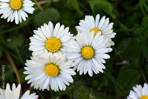Nahaufnahme von Gänseblümchen auf einer Frühlingswiese