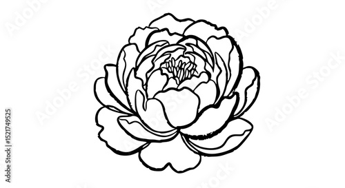 Black and white line drawing of a peony flower in bloom  