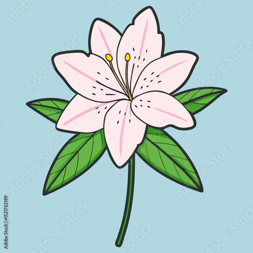 pink lily flower
