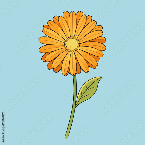 yellow daisy flower