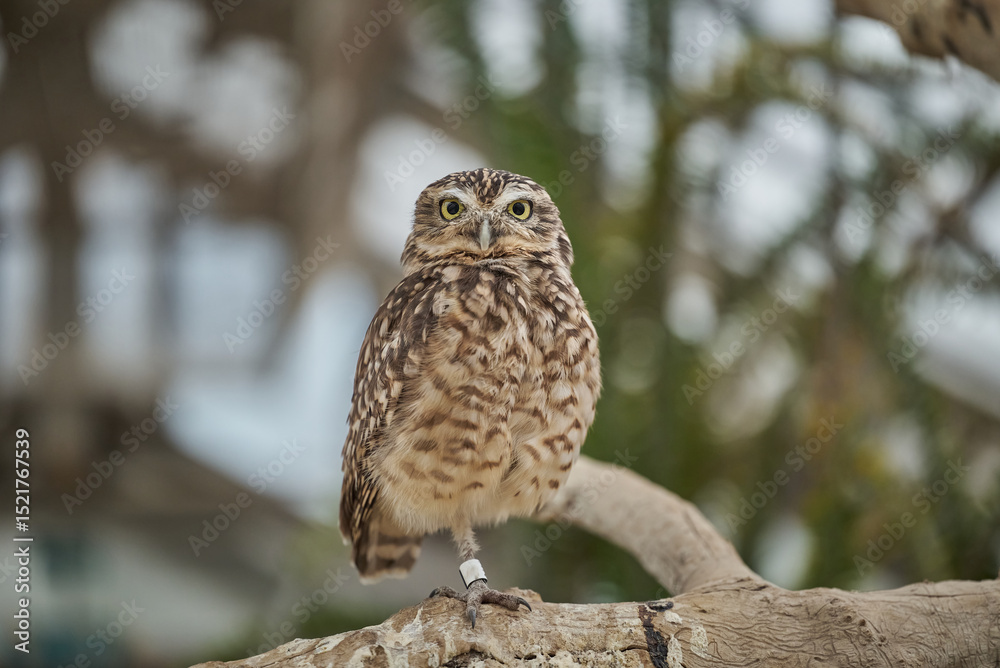 The little owl Athene noctua, the owl of Athena or owl of Minerva standing on a branch The little owl Athene noctua, the owl of Athena or owl of Minerva standing on a branch
