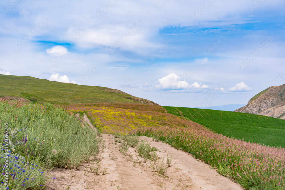 Naklejka premium A summer mountain landscape with blooming meadow and mountain plants of different colors with a path, a blue sky with clouds and an agricultural green field.