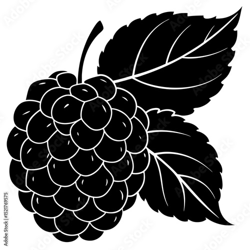 vector illustration of grapes