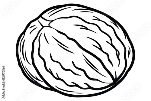 Single Detailed Black and White Drawing of a Walnut in Its Shell