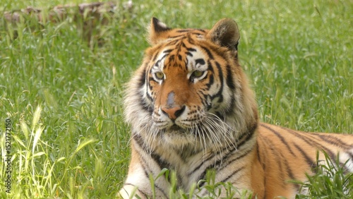Fotografie A female Amur tiger or Siberian tiger resting in the green grass.