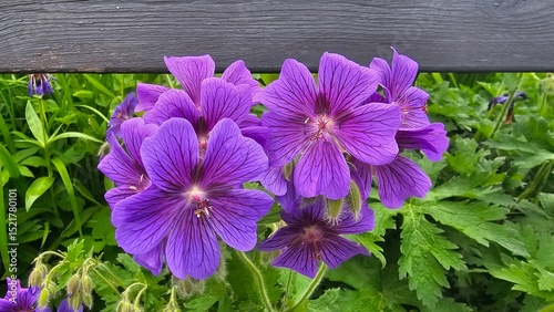Sweden. Geranium × magnificum, the purple cranesbill, is a species of hardy flowering herbaceous perennial plant in the genus Geranium, family Geraniaceae. 