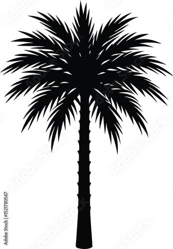 A Single Date Palm Tree Lush Green Fronds Slender Trunk
