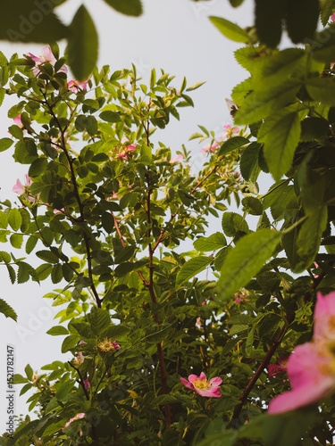 Low angle view of wild dog rose (Rosa canina) branches with pink flowers and green leaves against the sky. Natural floral background for spring or summer themes, eco and botanical concepts.