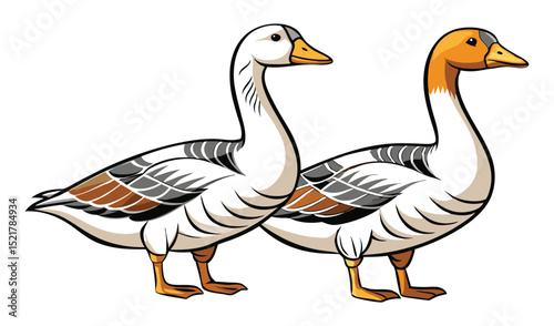 Photo of two geese isolated on white background