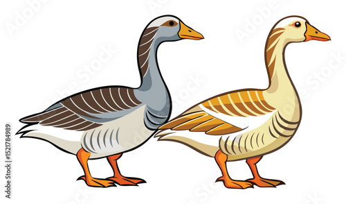 Photo of two geese illustrations isolated on white background