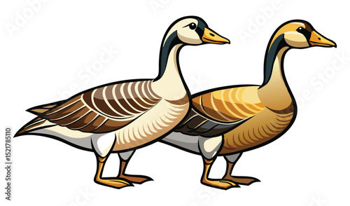 Photo of two geese isolated on white background