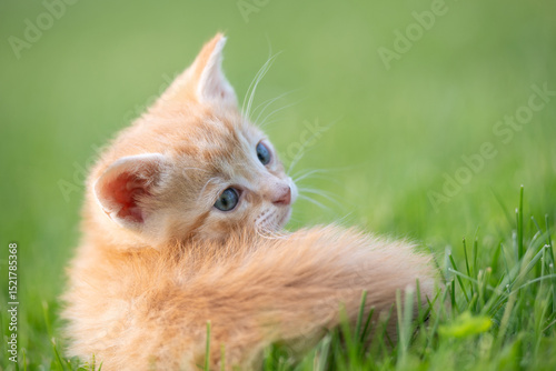 Cute yellow kitten laying in the grass