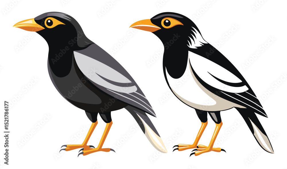 Fototapeta premium Photo of asian pied myna illustrations, isolated on white background